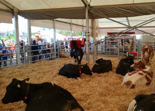 Norla entspannte Kühe im Milchviehstall Lely Center Böklund